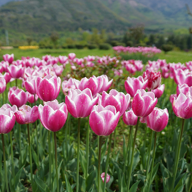 kashmir-01
