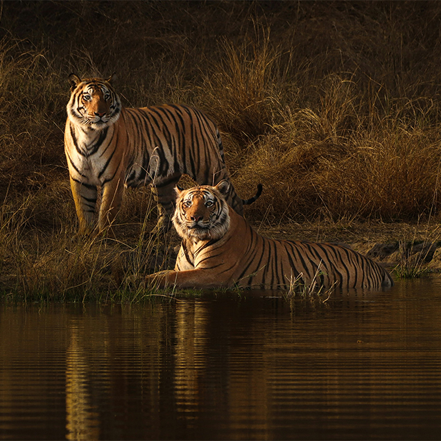Bandhavgarh-National-Park